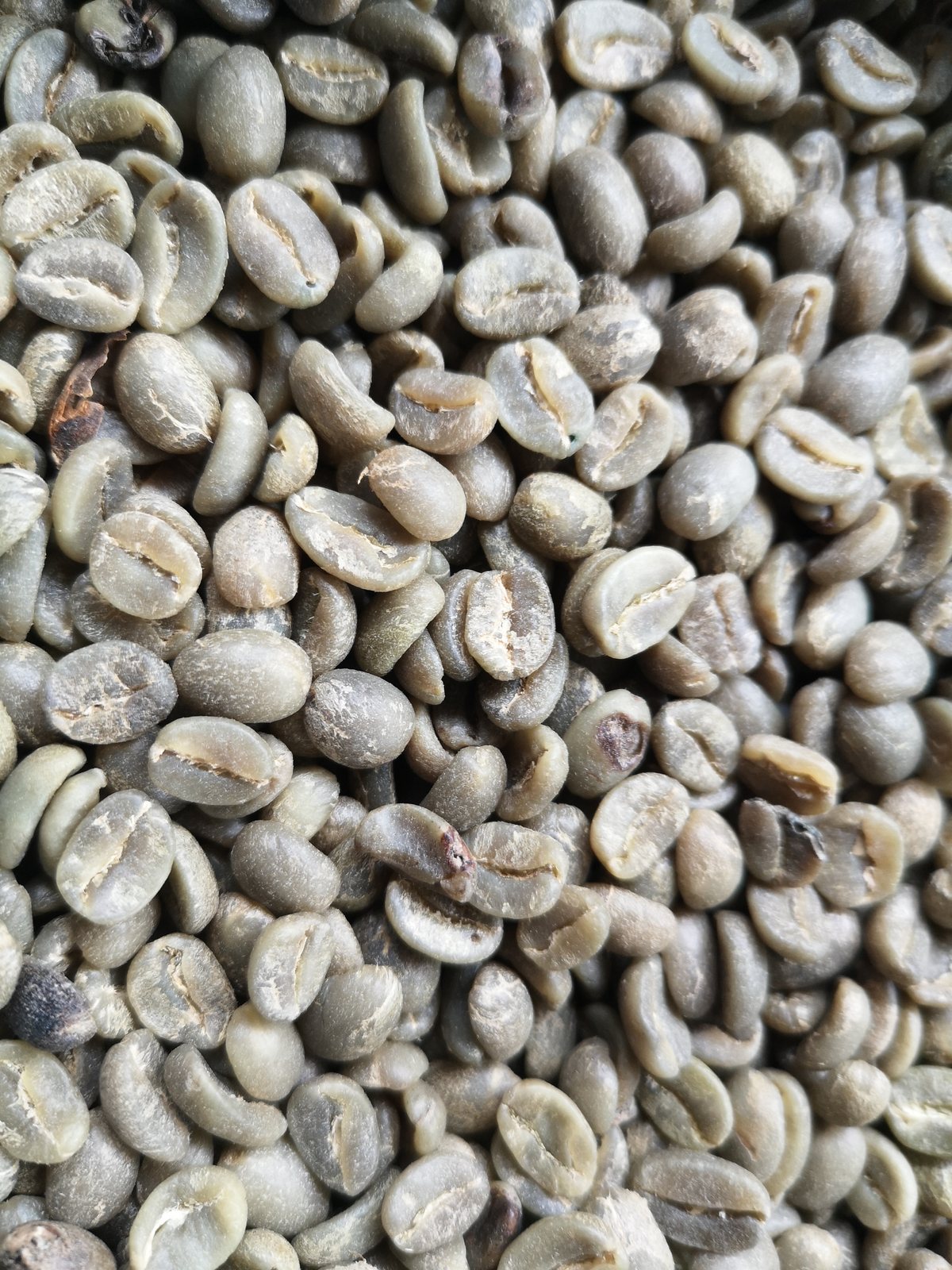 Sơ chế washed, honey và natural khác nhau ra sao