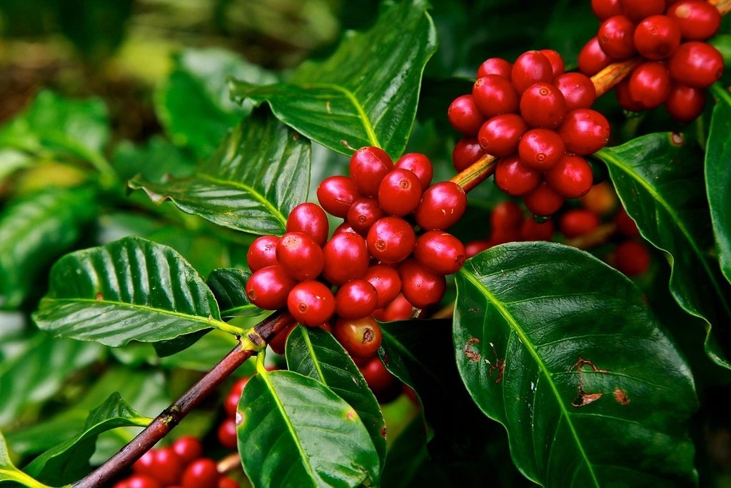 Arabica Cầu Đất và câu chuyện cà phê vùng cao Lâm Đồng