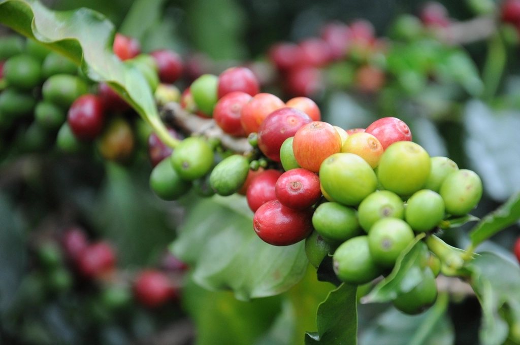 Robusta Buôn Ma Thuột từ vườn tới xưởng rang