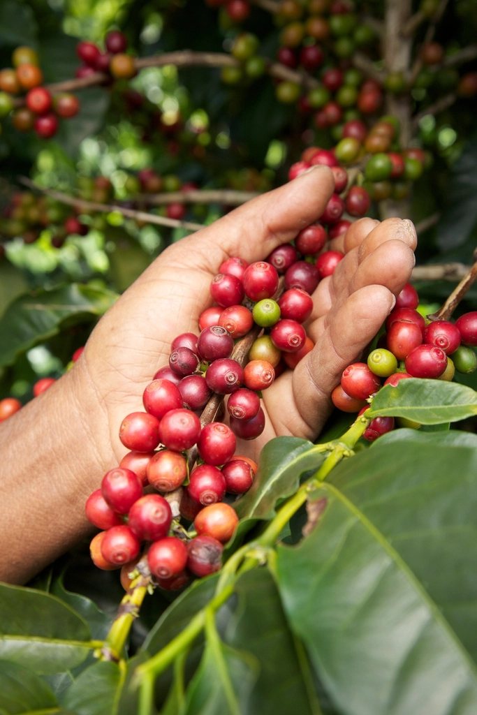 Liberica và Excelsa, hai giống cà phê ít người biết