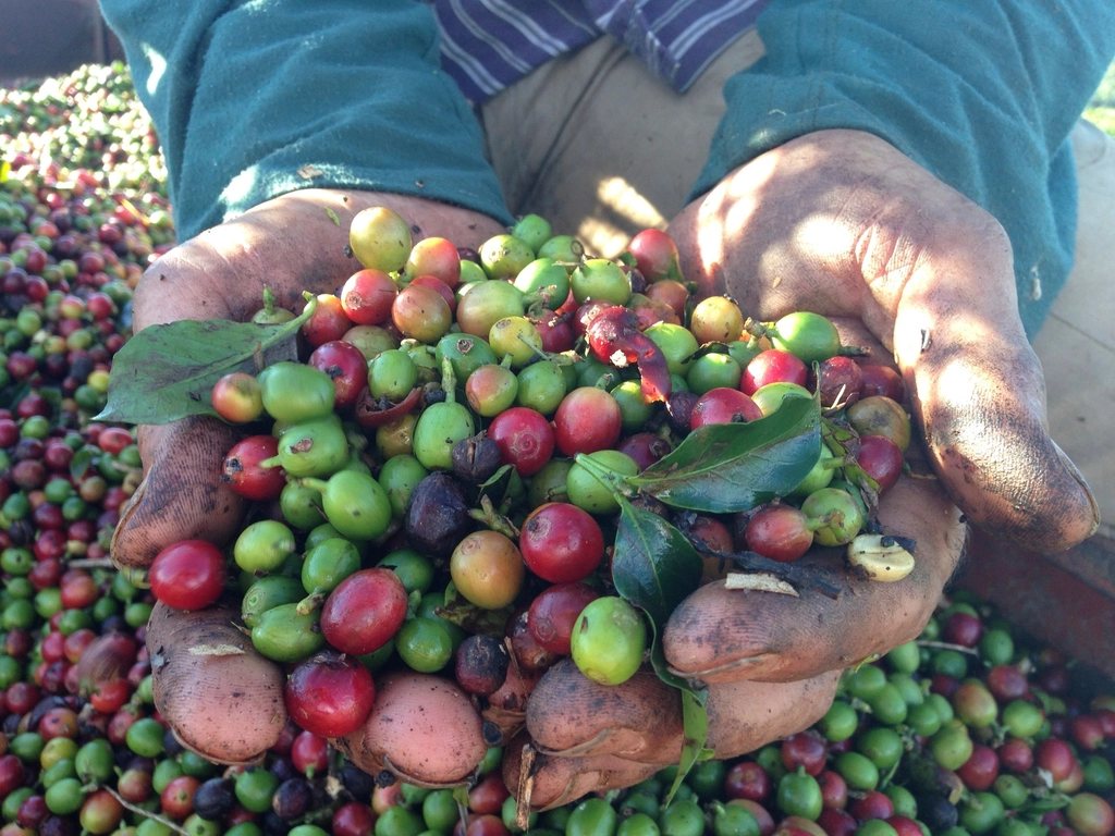 Robusta Buôn Ma Thuột từ vườn tới xưởng rang